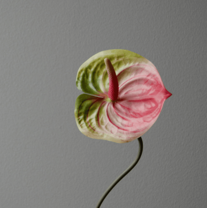Hovedbilde Pink Anthurium Flower/ Botané