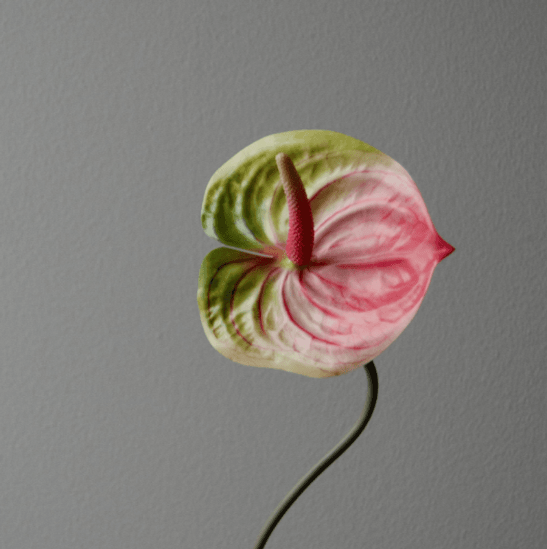 Pink Anthurium Flower/ Botané