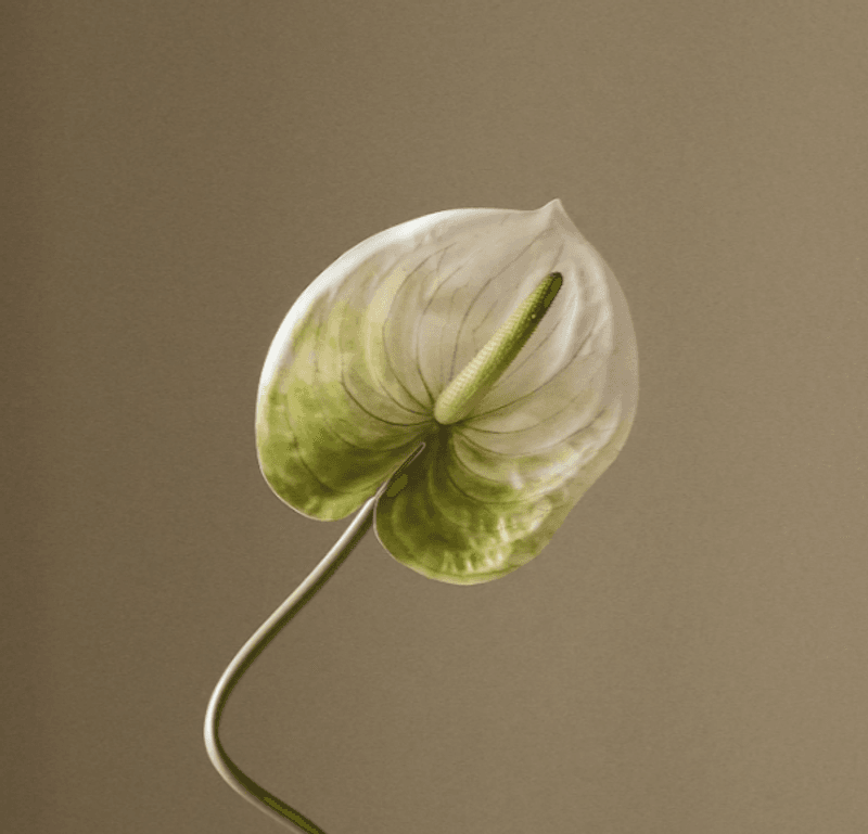 Light Green Anthurium Flower/ Botané