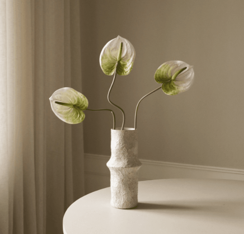 Light Green Anthurium Flower/ Botané