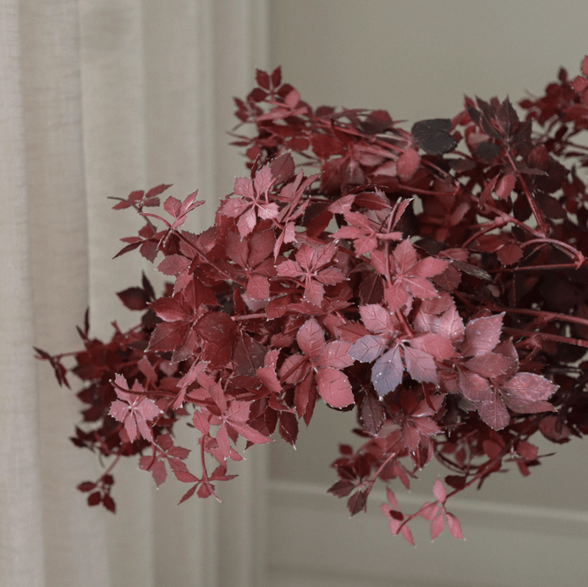 Hovedbilde Botanè Burgundy Maple Branch 