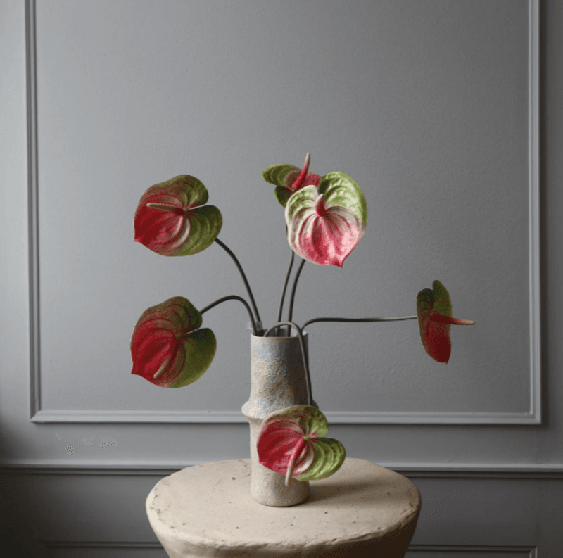 Pink Anthurium Flower/ Botané
