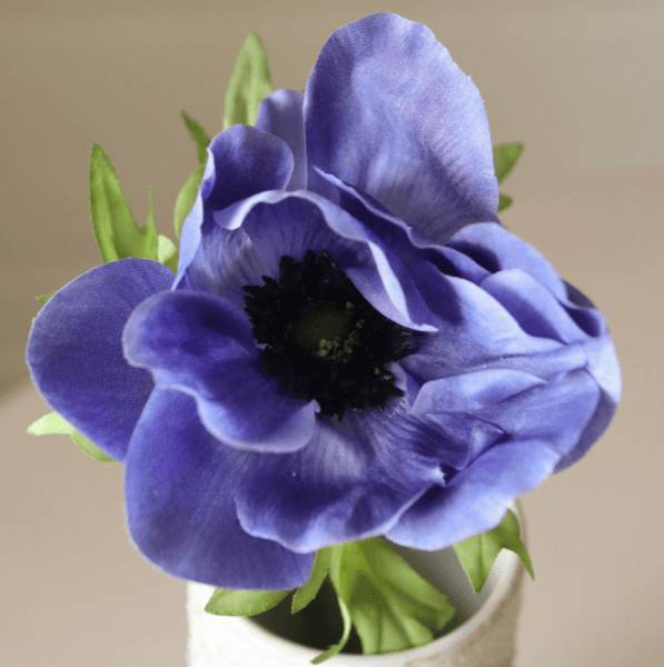 Hovedbilde Blue Anemone Flower/ Botanè