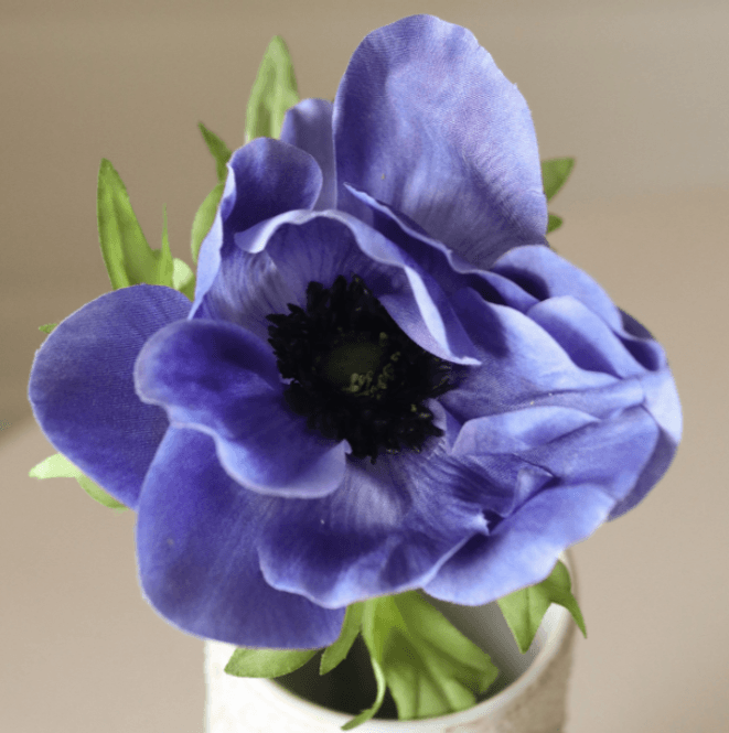 Hovedbilde Blue Anemone Flower/ Botanè