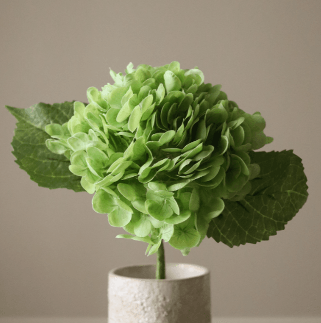 Hovedbilde Green Hydrangea Flower/ Botané